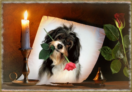 Rose for you - frame, candel holder, Red rose, candel, dog