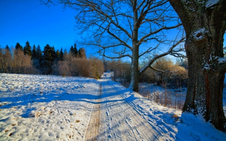 Beautiful day - path, trees, nature, blue