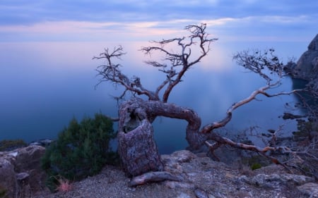 Tree - nature, scenery, tree, sky