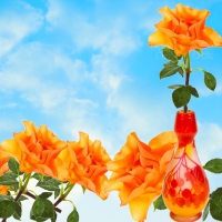 ORANGE ROSES