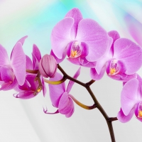 Pink orchids