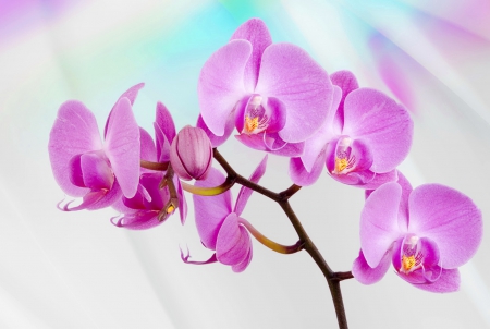 Pink orchids - flowers, pretty, beautiful, orchids, nice, background, lovely, pink