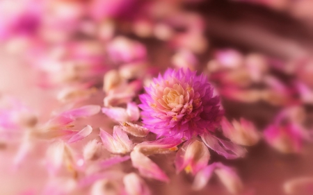 Pink - macro, flower, petals, pink