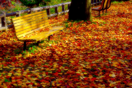 AUTUMN PARK - bench, nature, park, leaves