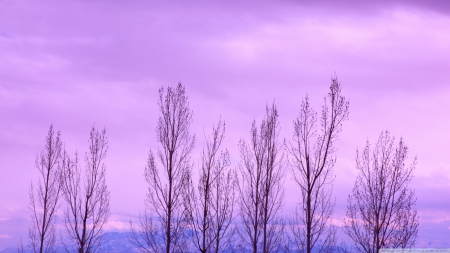 Bare trees - forest, purple, wallpaper, winter, pink, landscape, hd, sky, clouds, scene, trees, sunset, nature, sunrise, dawn