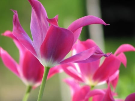 Hint of spring for Barb - beauty, pink, tulips, flowers, garden