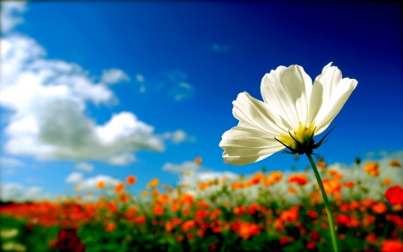 SPRING DANCE - nature, field, flowers, spring