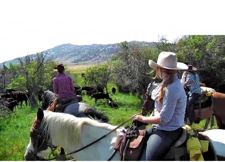 Cowgirl Cattle Drive - fun, drive, sky, trees, cowgirls, mountains, boots, hats, outdoors, rodeo, western, horses, cows, cattle, ranch