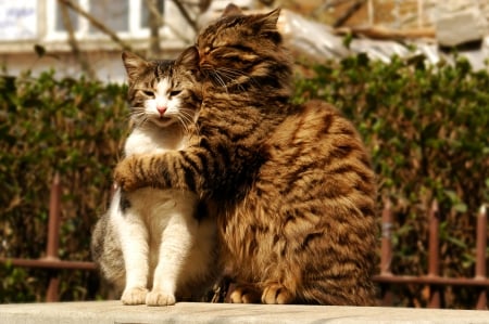 Hugs & Kisses - bushes, cats, kiss, fence, hug, cat