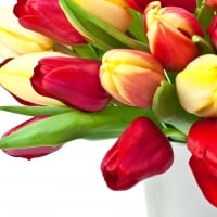 Tulips