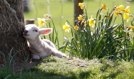 Spring garden - garden, spring, daffodils, nature