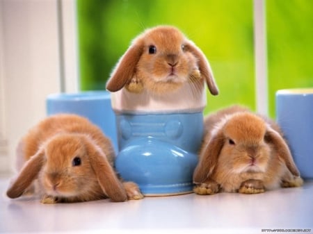 orange rabbits - ears, table, lop, blue