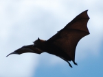 Flying fox