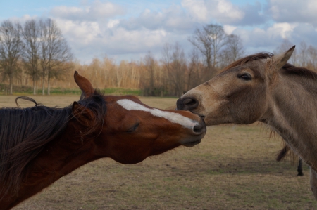 Horse Kisses - kisses, horses, cute, sweet, animals