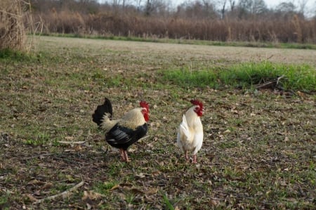 Cute Bambi Roosters - nature, animals, roosters, sweet, cute