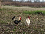 Cute Bambi Roosters