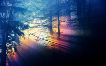 Rainbow Lights - nature, rainbow, forest, ray, tree, shadow, lights