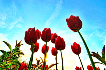 SPRING MELODY - nature, tulips, sky, spring