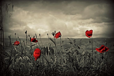 Poppy - black and red, flowers, nature, two colors