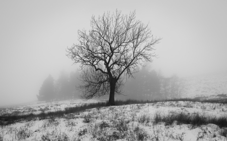 Winter - nature, landscape, snow, winter, black and white, two colors, tree