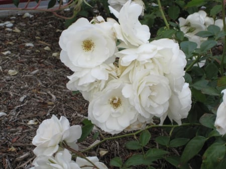 A Bunch of White Rose. - nature, california, crane, white rose