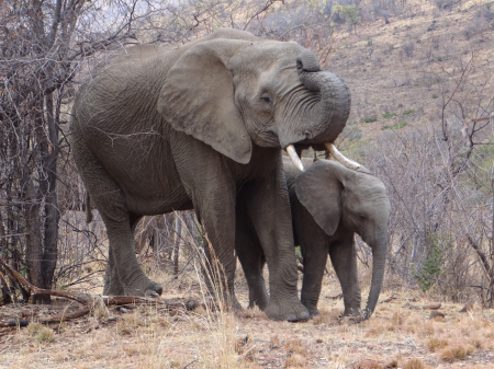 Cow and Calf - south africa, game parks, pillandsbeg, Elephants