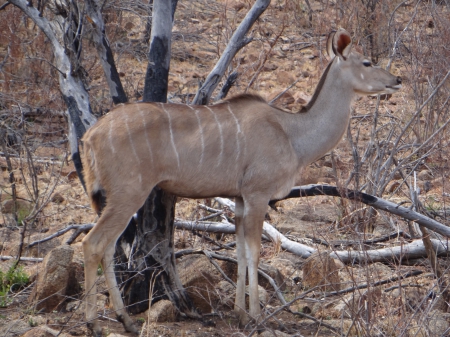 Kudu (F) - south africa, pilandsberg, kudu, game reserve