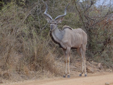 Kudu (M) - south Africa, Pilandsberg, game reserve, Kudu