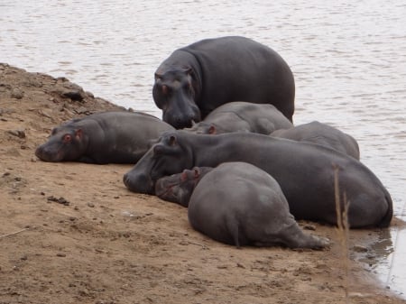 Hippo Pool - south africa, game reserve, pool, hippo