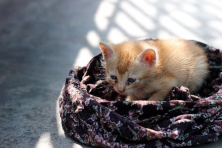 Cat - paws, face, pretty, cute, animals, beauty, beautiful, sweet, cat, sleeping, kitty, cats, kitten, hat, lovely, cat face