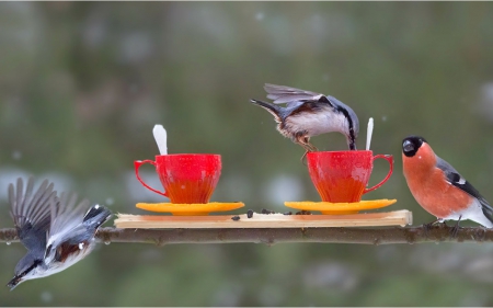 For birds - birds, fowl, animals, cup