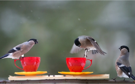 For birds - red, animals, cup, birds