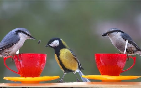 For birds - red, animals, cup, birds