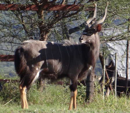 Nyala (M) - Antilope, Nyala, south africa, Game resreve