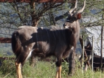 Nyala (M)