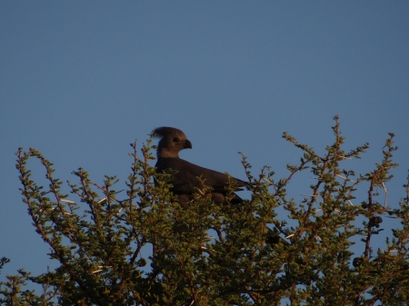 Go-away-birds - game reserve, gray lourie, go-away-birds, south africa