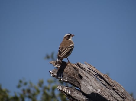 Bunting (?) - game reserve, South africa, Blue sky, bunting