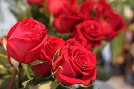 With Lâ™¥ve - red roses, roses, with love, beauty, flowers, red passion, nature