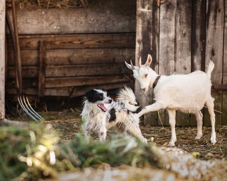 Kick in the **** - goat, kid, funny, dog, kick