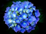 Hydrangea