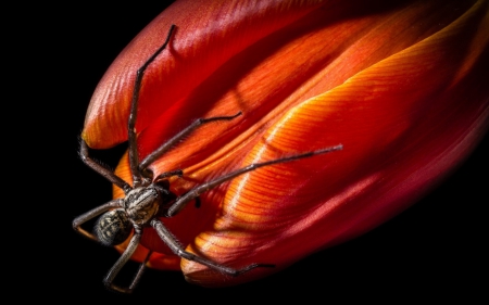 Spider on a tulip - spider, black, red, insect, flower, tulip