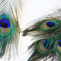 Peacock Feathers