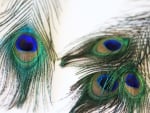 Peacock Feathers