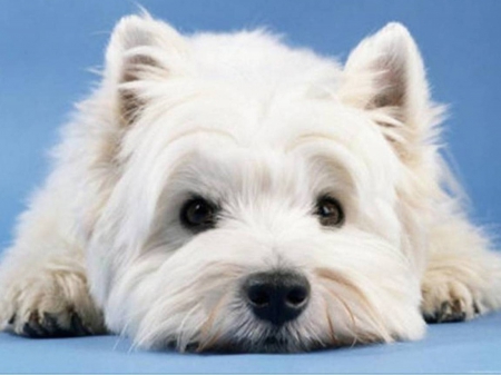 West highland terrier - puppy, dog, west highland terrier, pet, cute