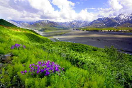 HILLTOP BLOSSOMS - Mountains, flowers, clouds, hills, Nature, channel, grass, stones