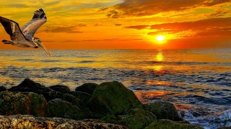 pelican flying over a rocky shore at sunset hdr