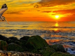 pelican flying over a rocky shore at sunset hdr