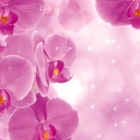 Pretty pink orchids