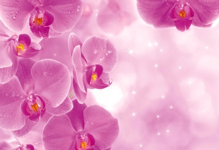 Pretty pink orchids - pretty, delicate, beautiful, lovely, pink, harmony, flowers, exotic, orchids, background