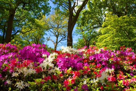 Park flowers - clouds, trees, branches, summer, beautiful, bushes, spring, forest, freshness, flowers, colorful, sky, park